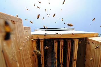 abeilles menacées