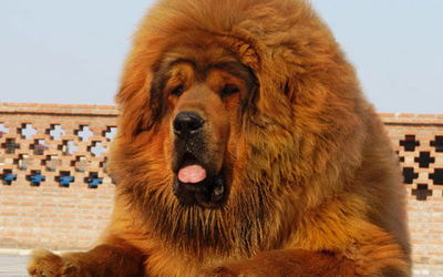 Le chien le plus cher du monde