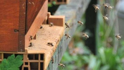 Le parrainage de ruches pour lutter contre la disparition des abeilles